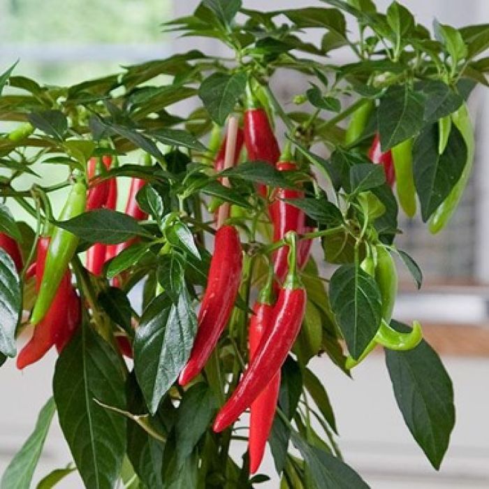 Peperoncino Piccante Hot Joker