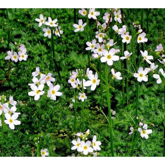 Hottonia palustris - Pianta ossigenante da laghetto