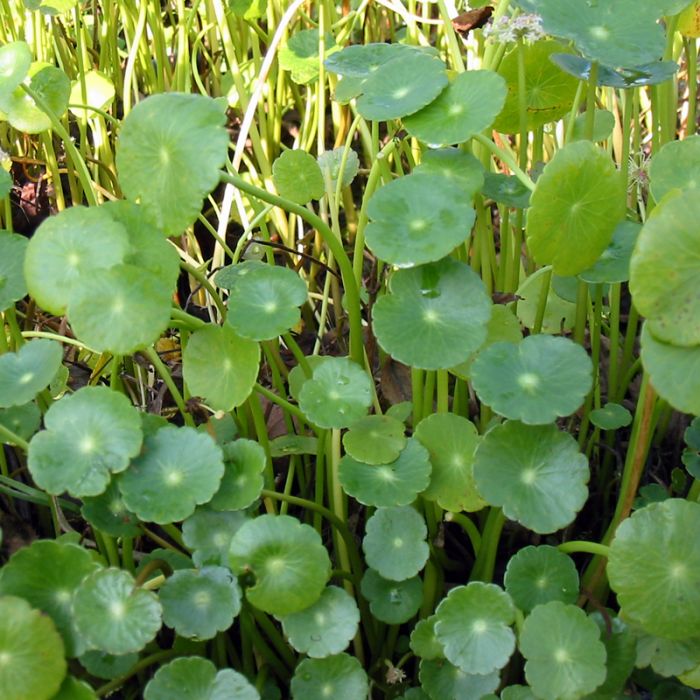 Hydrocotyle vulgaris