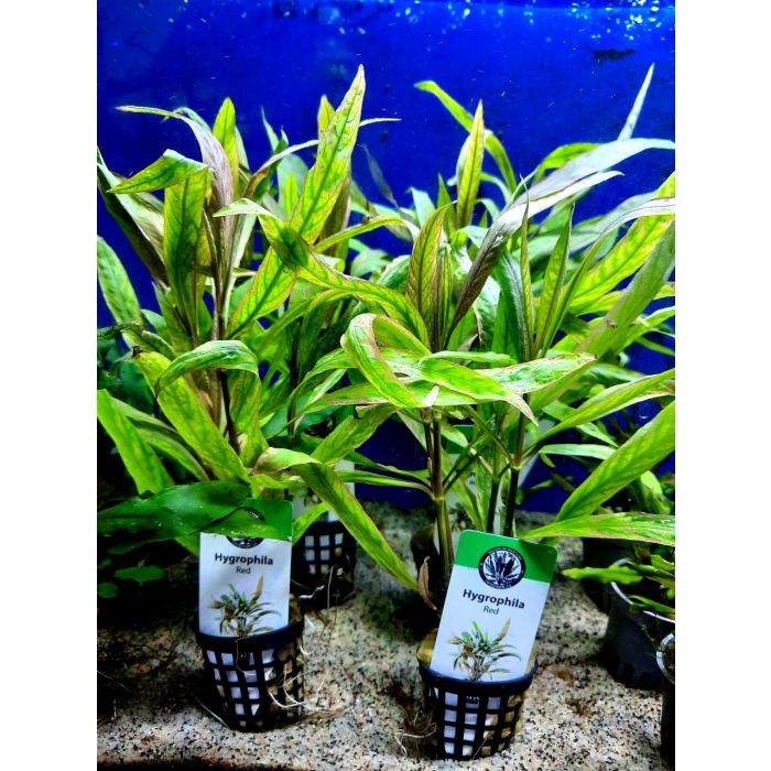 Hygrophila sp. Red