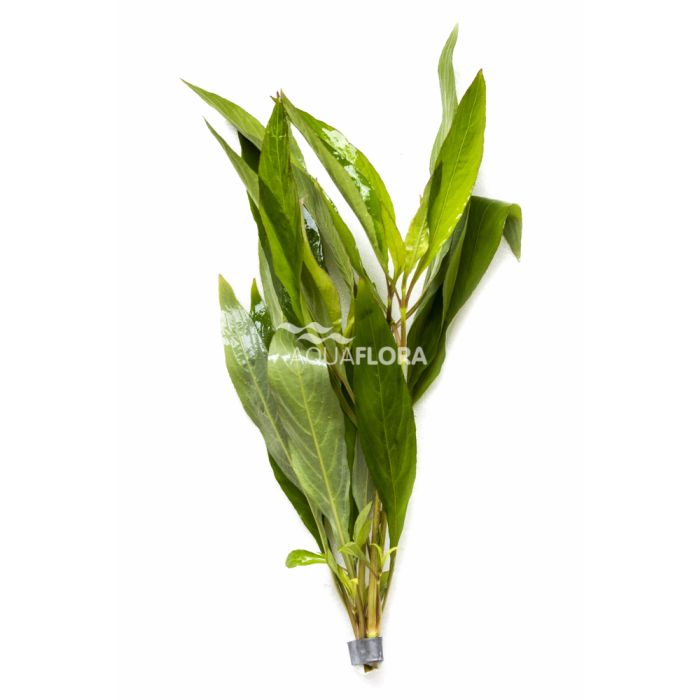Hygrophila Corymbosa Thailand (siamensis)