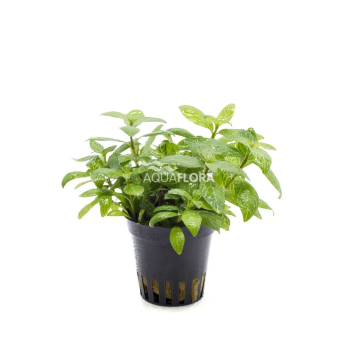 Hygrophila polysperma 'Sunset'