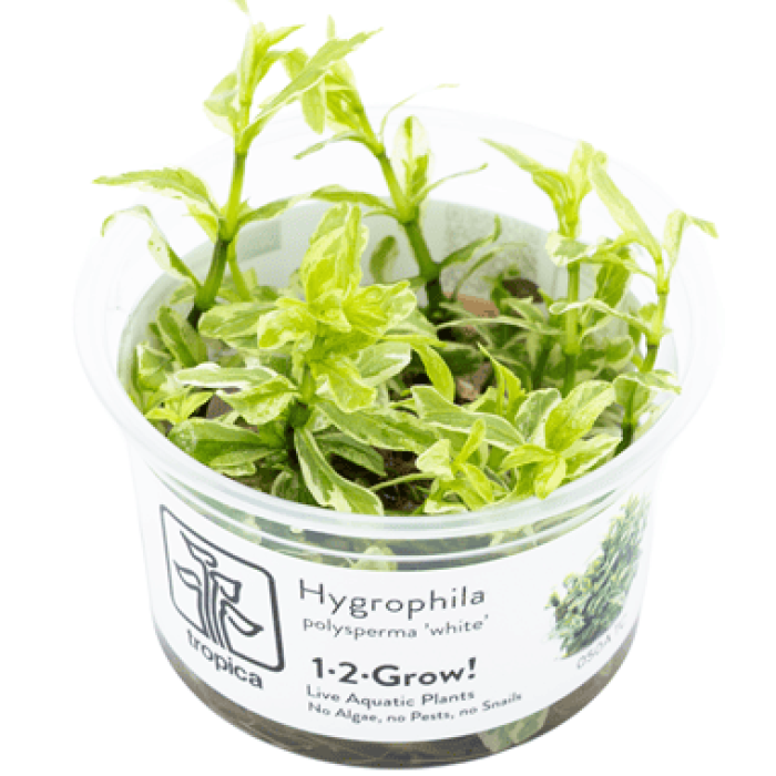 Hygrophila polysperma 'White' in vitro
