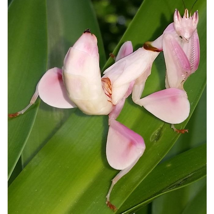 Hymenopus Coronatus - Mantide Orchidea