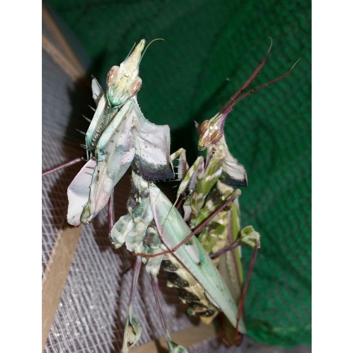 Idolomantis Diabolica