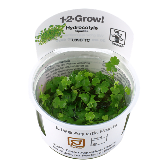 Hydrocotyle tripartita 1-2-Grow!