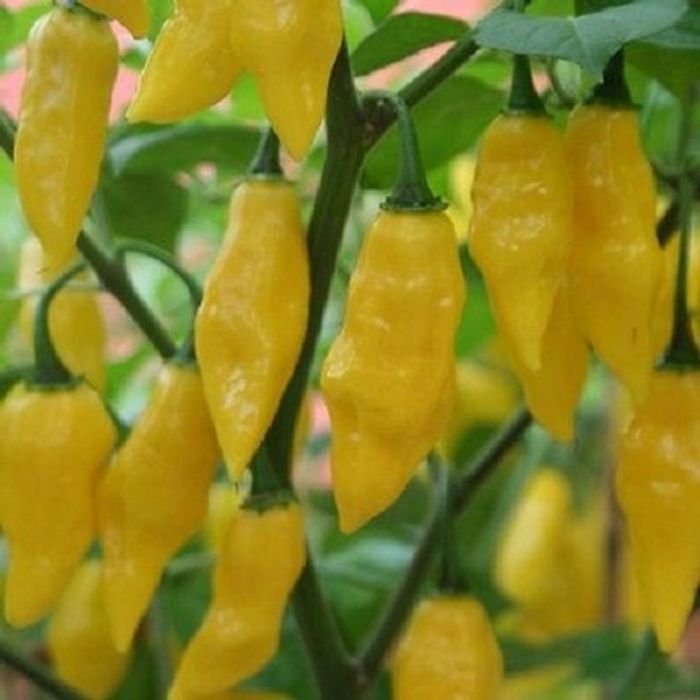 Pianta di Habanero Giallo 