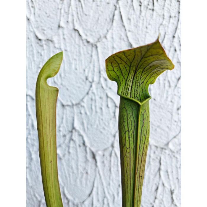 Sarracenia Alata ornata