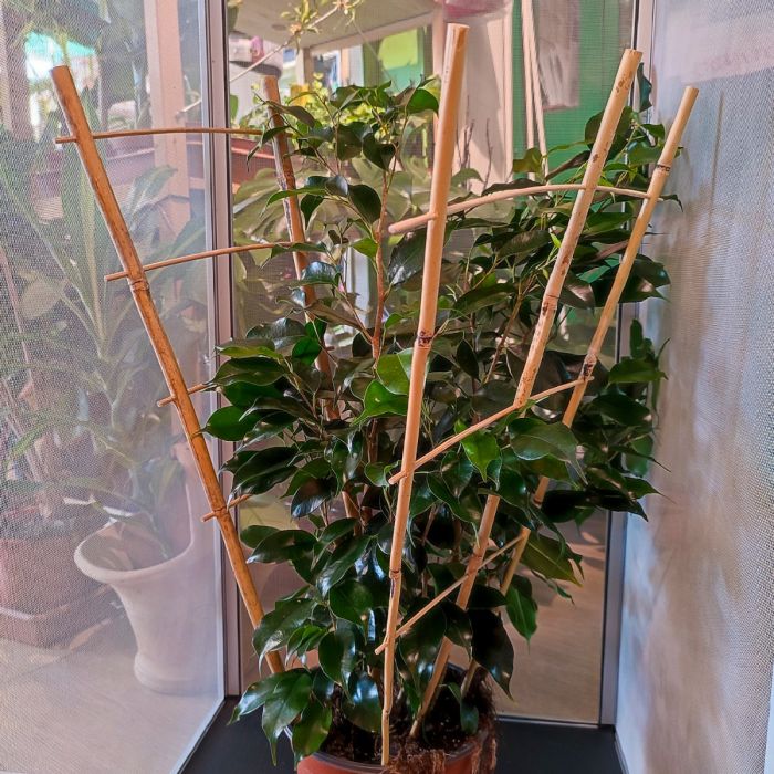 Sostegno in Bamboo per rettili arboricoli 28 x 60cm