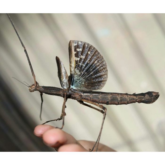 Onchestus rentzi - Insetto stecco incoronato