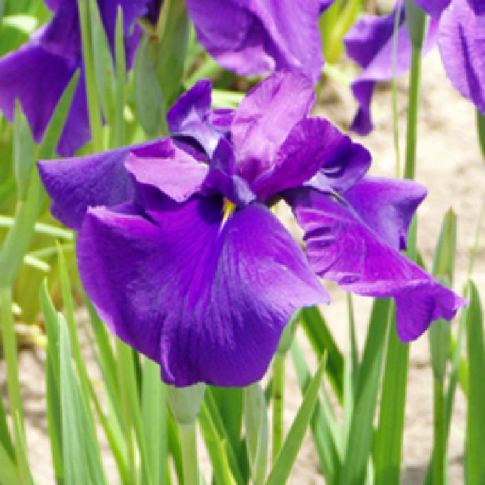 Iris Kaempferi