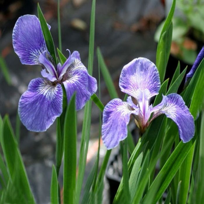 Iris Setosa