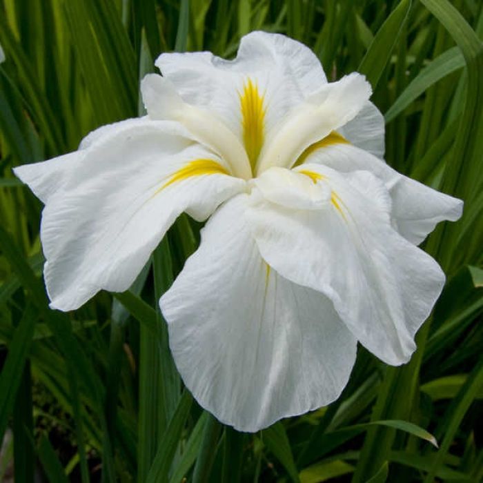 Iris Kaempferi 'White Ladies'