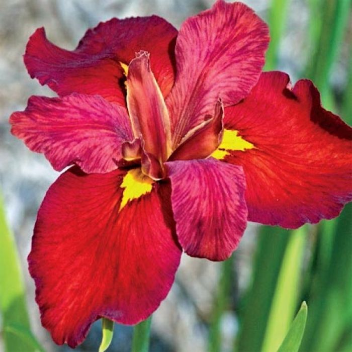 Iris Louisiana 'Red Wine'