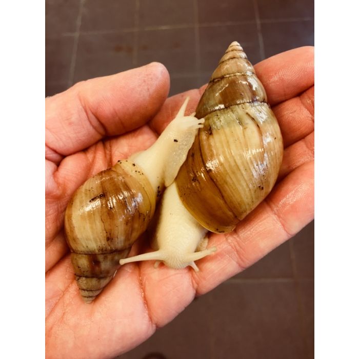 Achatina Fulica Jadatzi - Lumaca Gigante Albina