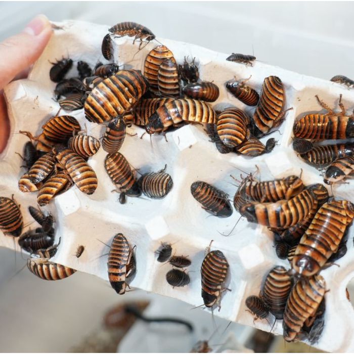 Elliptorhina javanica - Blatta da pasto