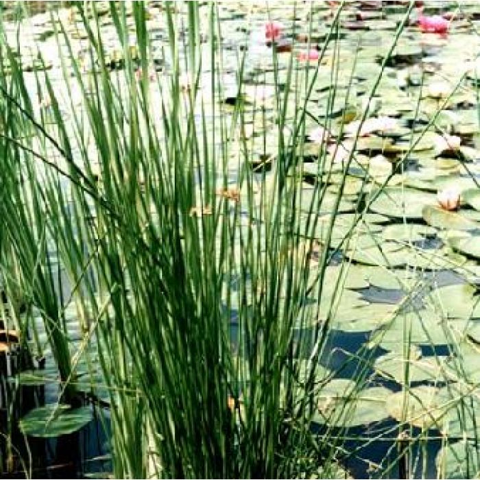 Juncus Effusus