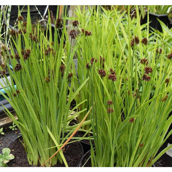 Juncus ensifolius