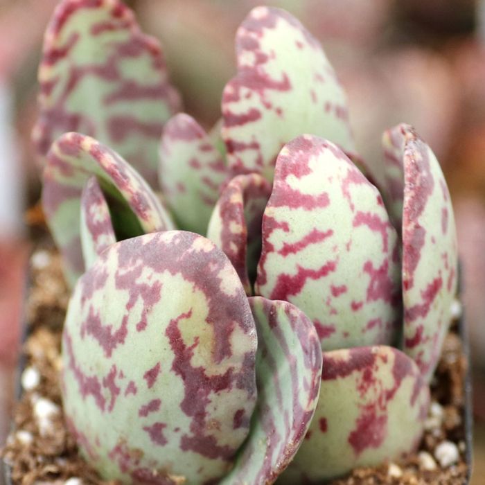 Kalanchoe Humilis Zebra