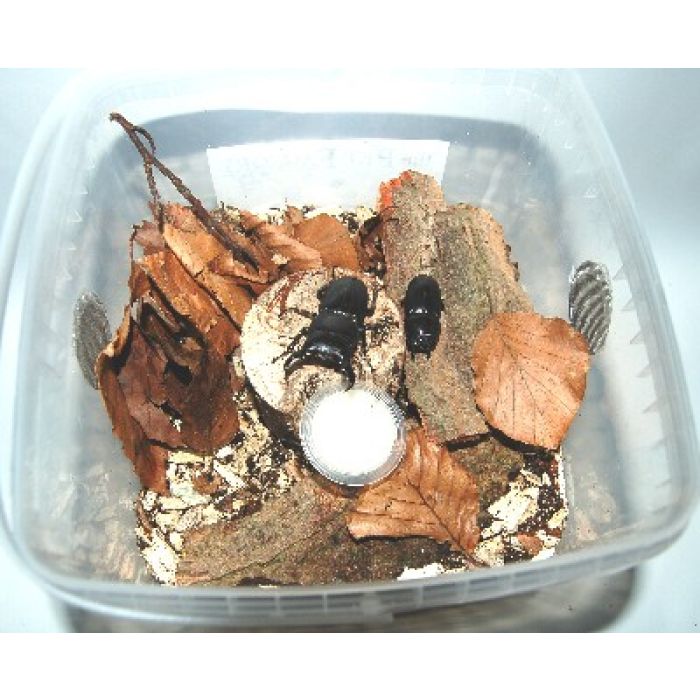 Kit allevamento Coleotteri