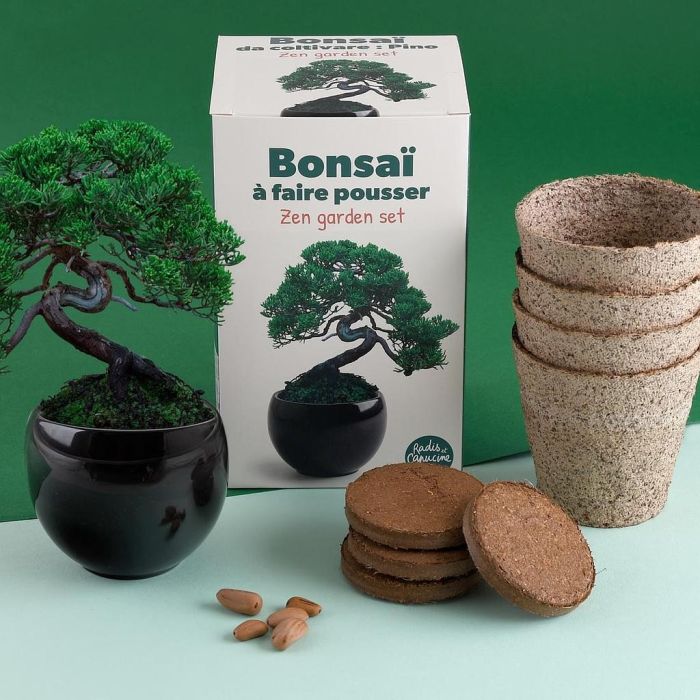 Kit Bonsai da Coltivare - Pino