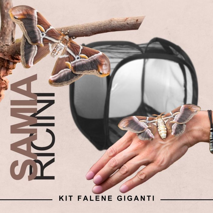 Farfalle Giganti - Kit didattico allevamento Samia Ricini