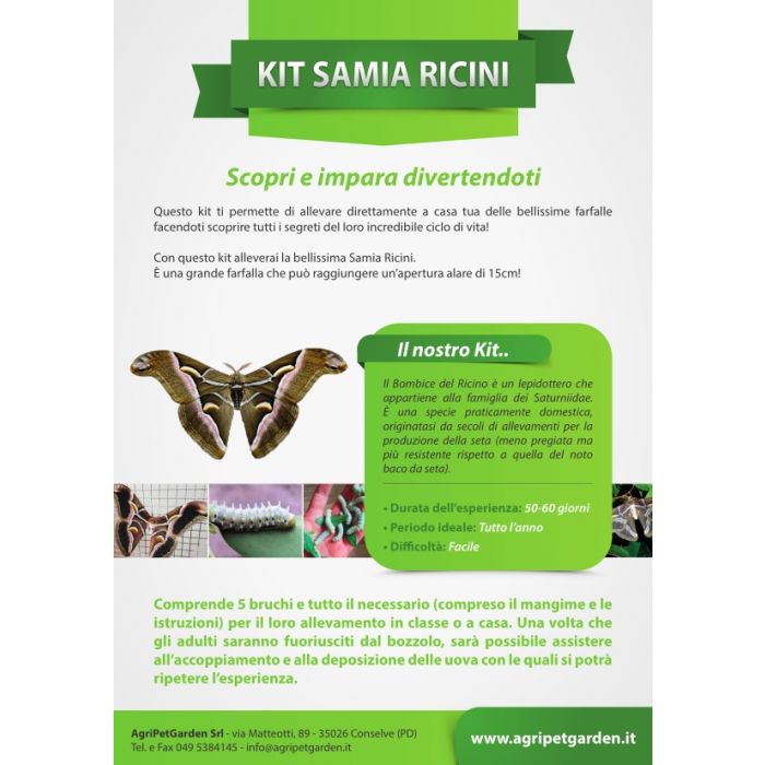 Kit didattico allevamento Samia Ricini