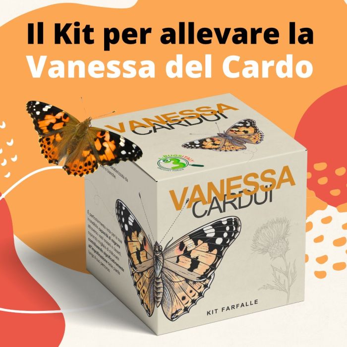 Vanessa Cardui - Kit Farfalle