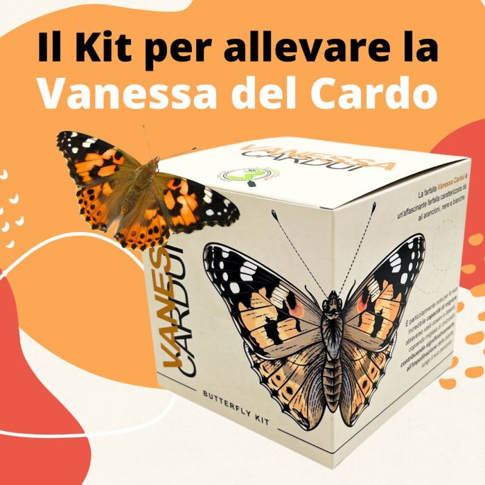 Vanessa Cardui - Kit Farfalle