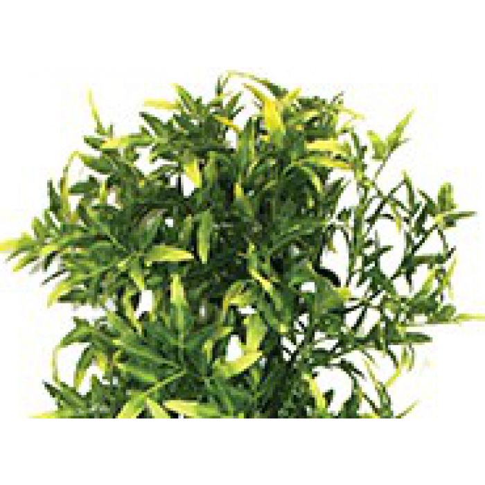 Komodo Croton Plant 30cm