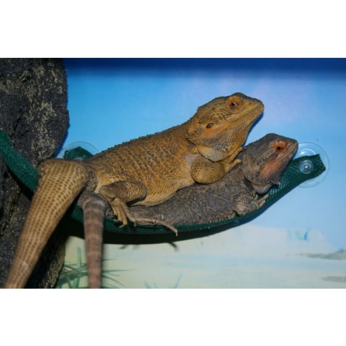 Komodo Reptile Hammock