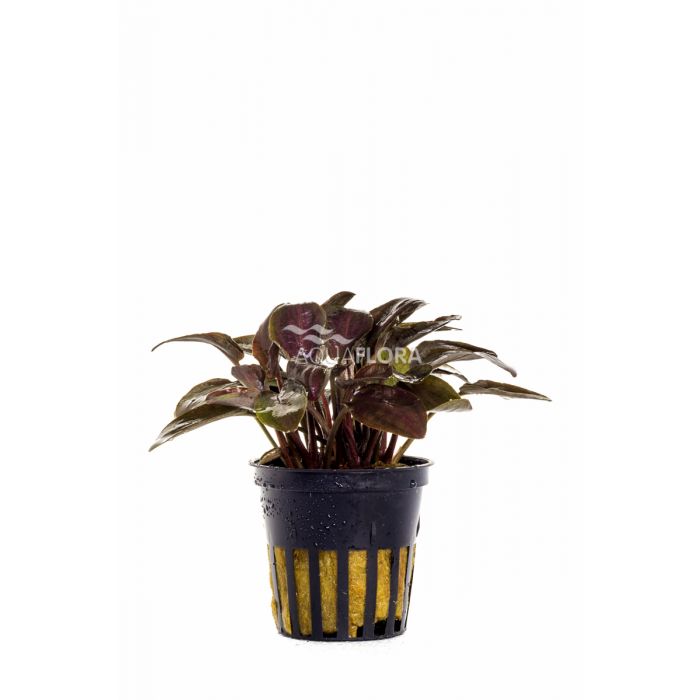 Lagenandra meeboldii 'Red'