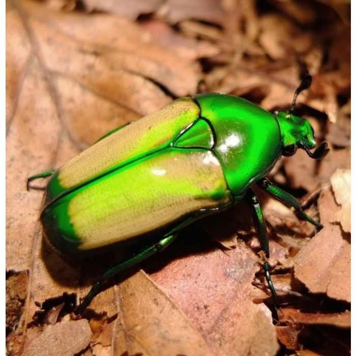 Larva di chlorocala africana subsuturalis