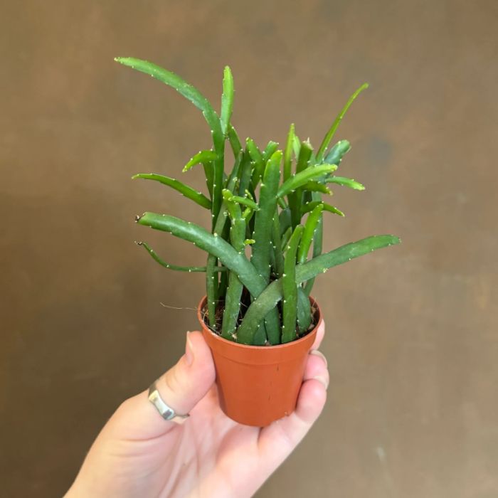 Lepismium bolivianum