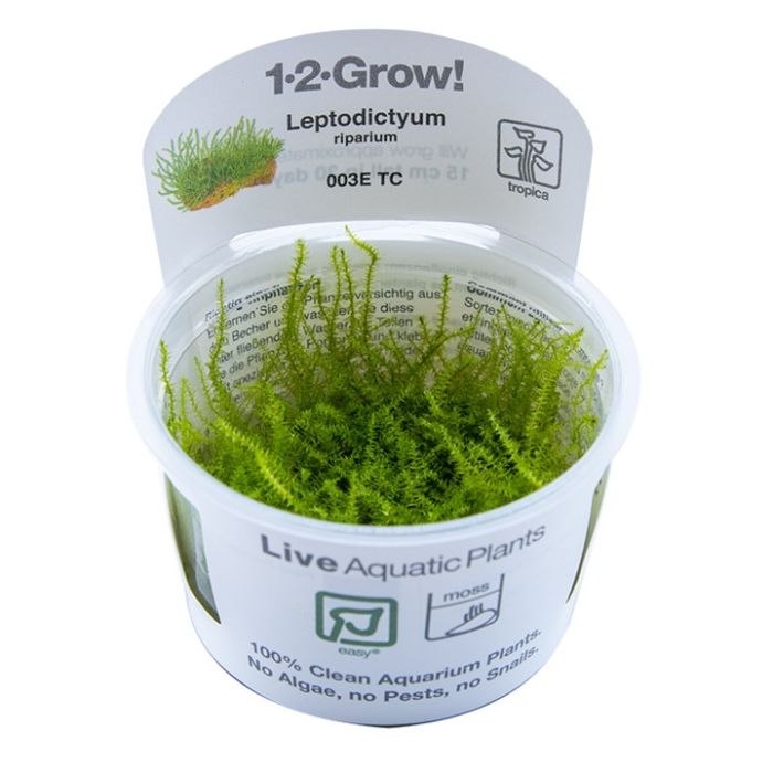 Tropica Leptodictyum riparium 1-2-Grow!