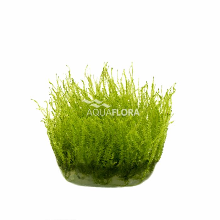 Aquaflora - Leptodictyum riparium (stringy moss) in vitro