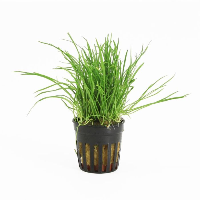 Lileaopsis mauritius