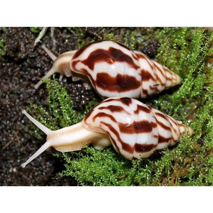 Limicolaria flammea DARK STRIPE