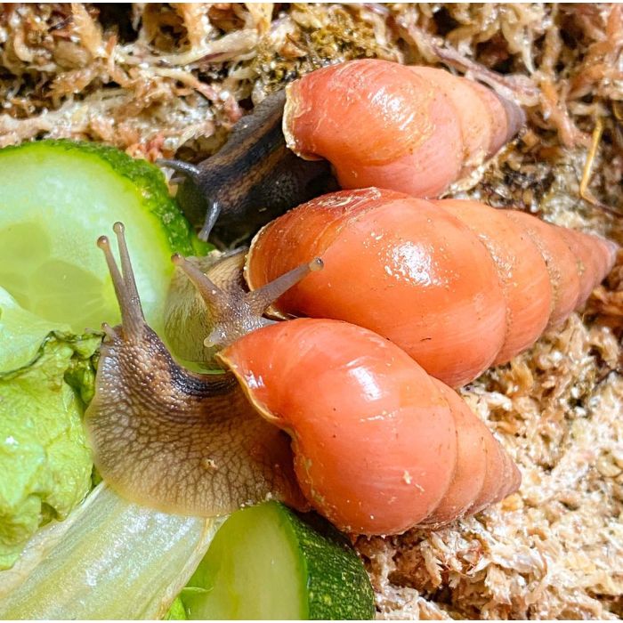 Limicolaria flammea Orange