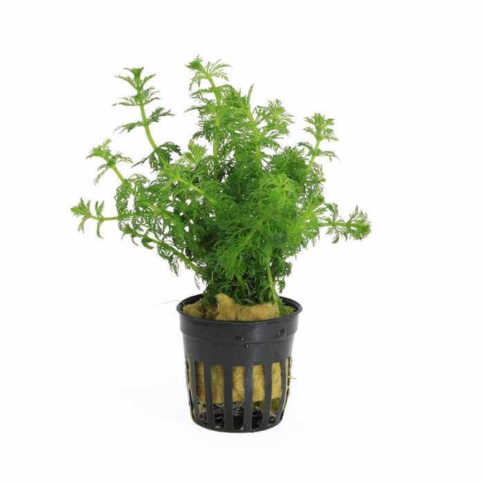 Limnophila sessiliflora