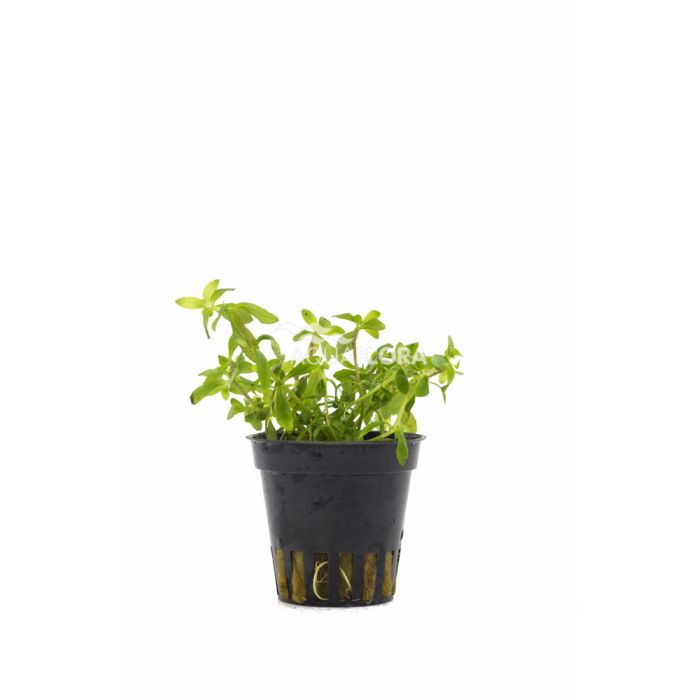 Limnophila mini vietnam
