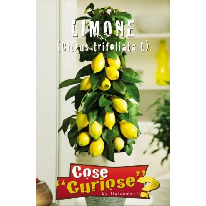 Semi Pianta di Limone