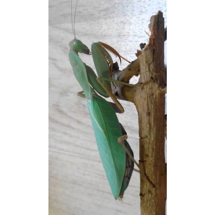 Sphodromantis Lineola - Mantide Verde/blu africana