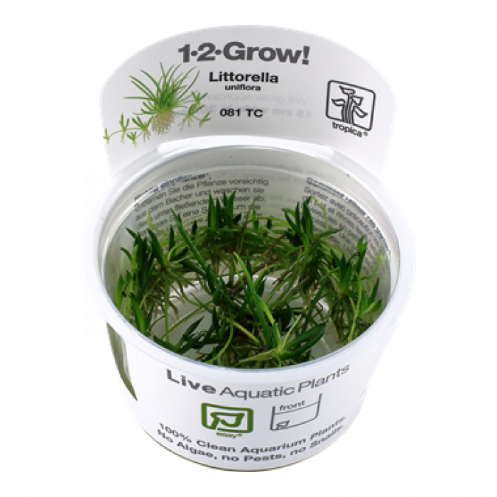 Tropica Littorella uniflora 1-2-Grow!