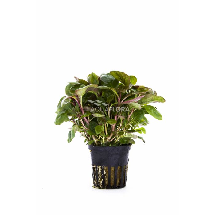 Lobelia cardinalis 'Mini'