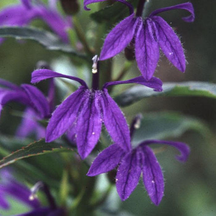 Lobelia Sessilifolia