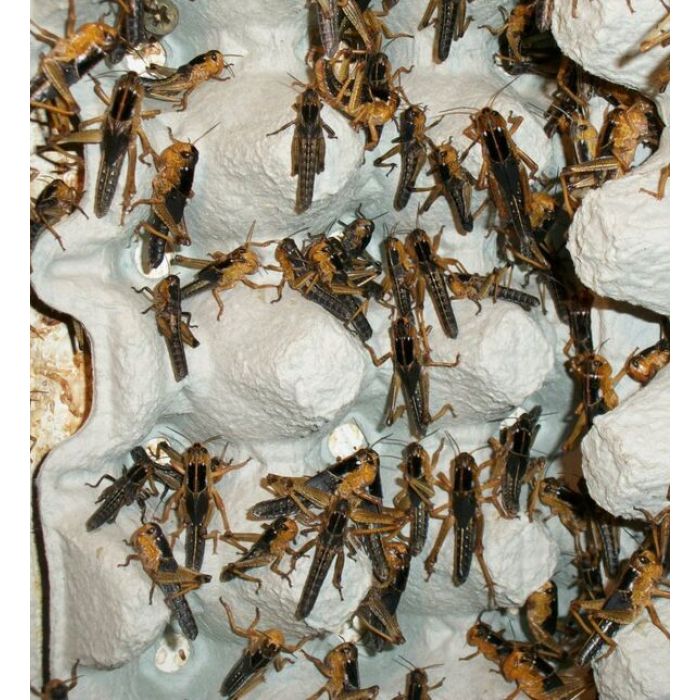 Locusta migratoria - Box 100 pezzi
