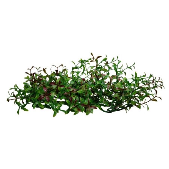 Turtle Plants, Ludwigia 40cm