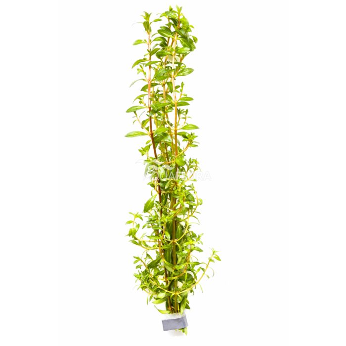 Ludwigia arcuata