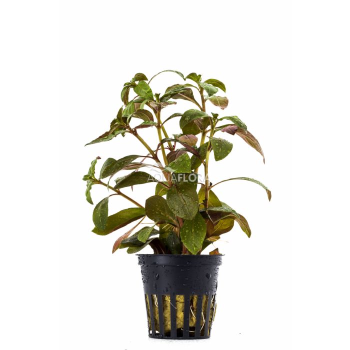 Ludwigia Glandulosa